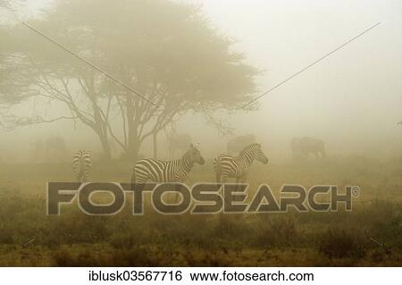 "Zebras (Equus quagga) in the morning mist, Serengeti, Tanzania, Africa" View Large Photo Image Stock Photograph - "Zebras (Equus quagga) in the morning mist, Serengeti, Tanzania, Africa". Fotosearch