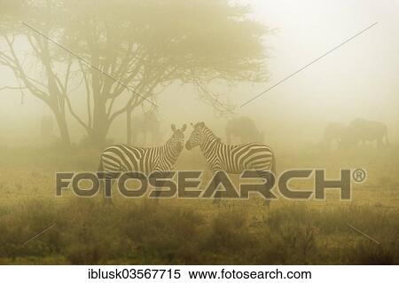 Stock Photography - "Zebras (Equus quagga) in the morning mist, Serengeti, Tanzania, Africa". Fotosearch