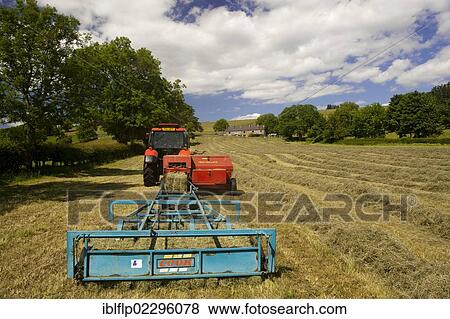 "Zetor Proxima 75 tractor with flat eight bale system, baling in traditional hay meadow, Upper Teesdale, County Durham, England, United Kingdom, Europe" View Large Photo Image Stock Photo - "Zetor Proxima 75 tractor with flat eight bale system, baling in traditional hay meadow, Upper Teesdale, County Durham, England, United Kingdom, Europe". Fotosearch