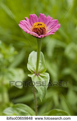 "Zinnia """"Royal Purple"""" (Zinnia elegans Zinnia violacea), flower, garden plant, Thuringia, Germany, Europe" View Large Photo Image Stock Photo - "Zinnia """"Royal Purple"""" (Zinnia elegans Zinnia violacea), flower, garden plant, Thuringia, Germany, Europe". Fotosearch