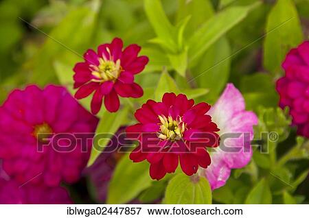 Zinnia (Zinnia) View Large Photo Image Stock Photo - Zinnia (Zinnia). Fotosearch