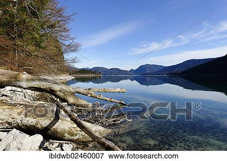 "Zwergern peninsula, lake Walchensee or Lake Walchen, Upper Bavaria, Bavaria, Germany, Europe" View Large Photo Image Stock Photo - "Zwergern peninsula, lake Walchensee or Lake Walchen, Upper Bavaria, Bavaria, Germany, Europe". Fotosearch