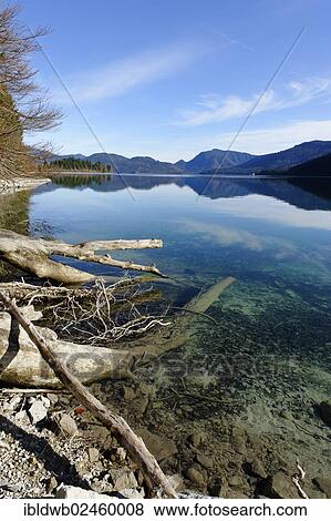 "Zwergern peninsula, lake Walchensee or Lake Walchen, Upper Bavaria, Bavaria, Germany, Europe" View Large Photo Image Stock Photo - "Zwergern peninsula, lake Walchensee or Lake Walchen, Upper Bavaria, Bavaria, Germany, Europe". Fotosearch