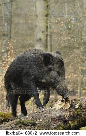 イノシシ Sus Scrofa 食べ物を捜す において A 腐った 木の幹 捕虜 北のラインウエストファーレン ドイツ ヨーロッパ ストックイメージ Ibxrba Fotosearch