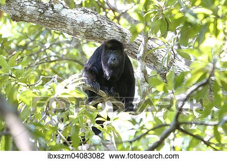 メキシコ人 黒 ホエザル Alouatta Pigra 中に 三角形 の メキシコ人 州 の Tabasco Chiapas そして Campeche メキシコ 北アメリカ ストックイメージ Ibxszm0400 Fotosearch