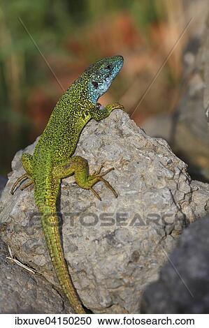 ヨーロッパ 緑のトカゲ Lacerta Viridis マレ 中に 繁殖 羽 Basking 上に 岩 Balaton Felvideki Nemzeti 公園 湖 Balaton ハンガリー ヨーロッパ ストックイメージ Ibxuve Fotosearch