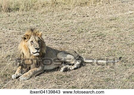ライオン Panthera Leo マレ で 多数 飛ぶ ハエ 伝染病 Maasai Mara Kenya アフリカ ストックイメージ Ibxeri Fotosearch