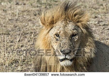 ライオン Panthera Leo マレ で 多数 飛ぶ ハエ 伝染病 Maasai Mara Kenya アフリカ 写真館 イメージ館 Ibxeri Fotosearch