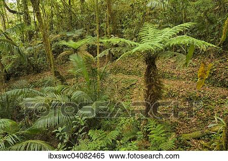 木生シダ Cyatheales 中に Montane 熱帯雨林 Los Quetzales 国立公園 San Gerardo De Dota サン ホセの 地域 コスタリカ 北アメリカ ストックフォト 写真素材 Ibxswc Fotosearch