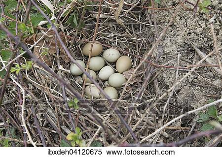 灰色 ヤマウズラ 卵 Perdix Perdix 巣 で ８ 卵 そして ２ キジ 卵 より低い オーストリア オーストリア ヨーロッパ ストックフォト 写真素材 Ibxdeh Fotosearch