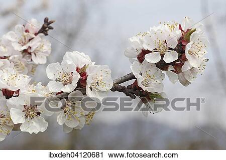 花が咲く アプリコットの木 Prunus Armeniaca 花 Wachau より低い オーストリア オーストリア ヨーロッパ ストックイメージ Ibxdeh Fotosearch