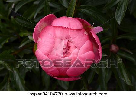 花 的 A 粉紅色 牡丹 Paeonia 德文郡 英國 歐洲種類最齊全的圖像 Ibxpwa Fotosearch