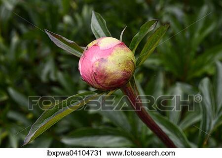 蓓蕾 的 A 粉紅色 牡丹 Paeonia 德文郡 英國 歐洲種類最齊全的圖像 Ibxpwa Fotosearch