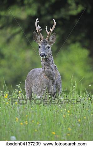 食用魚卵 鹿 Capreolus Capreolus で Three Pointed 枝角 転移 から 灰色 冬の コート へ 赤 夏 コート より低い オーストリア オーストリア ヨーロッパ 写真館 イメージ館 Ibxdeh Fotosearch