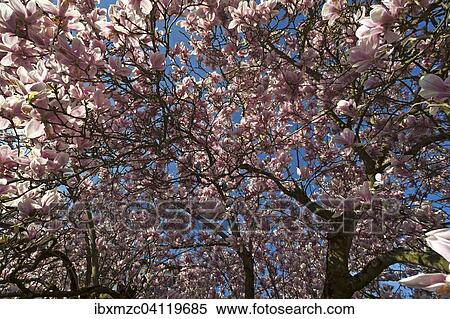 Stock Photography - 60 year old blooming magnolia tree (Magnolia), Ringsheim, Baden-Wurttemberg, Germany, Europe. Fotosearch