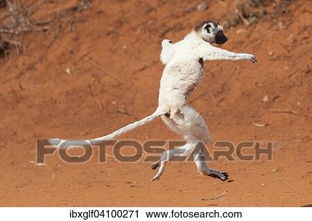 A dancing Verreaux's Sifaka or White Sifaka (Propithecus verreauxi), Madagascar, Africa View Large Photo Image Stock Image - A dancing Verreaux's Sifaka or White Sifaka (Propithecus verreauxi), Madagascar, Africa. Fotosearch