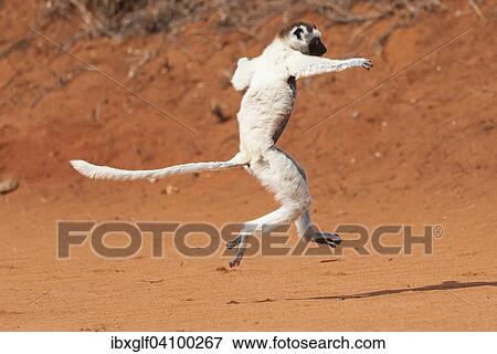 Stock Photo - A dancing Verreaux's Sifaka or White Sifaka (Propithecus verreauxi), Madagascar, Africa. Fotosearch