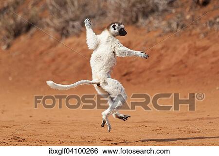 A dancing Verreaux's Sifaka or White Sifaka (Propithecus verreauxi), Madagascar, Africa View Large Photo Image Stock Photograph - A dancing Verreaux's Sifaka or White Sifaka (Propithecus verreauxi), Madagascar, Africa. Fotosearch