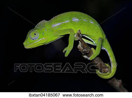 A female of the rarest chameleon species in the world, Belalanda Chameleon (Furcifer belalandaensis), spiny forests near Ifaty, Madagascar, Africa View Large Photo Image Stock Photo - A female of the rarest chameleon species in the world, Belalanda Chameleon (Furcifer belalandaensis), spiny forests near Ifaty, Madagascar, Africa. Fotosearch
