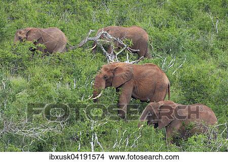 A group of African Elephants (Loxodonta africana) feeding on a hill, Tsavo West, Kenya, Africa View Large Photo Image Picture - A group of African Elephants (Loxodonta africana) feeding on a hill, Tsavo West, Kenya, Africa. Fotosearch