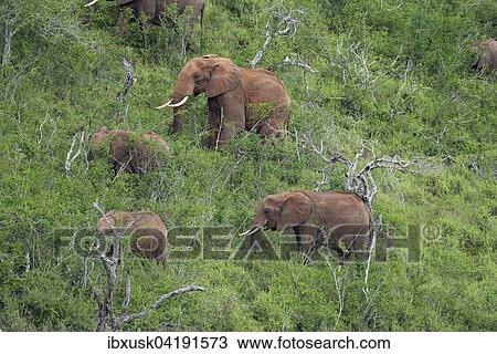 A group of African Elephants (Loxodonta africana) feeding on a hill, Tsavo West, Kenya, Africa View Large Photo Image Stock Image - A group of African Elephants (Loxodonta africana) feeding on a hill, Tsavo West, Kenya, Africa. Fotosearch