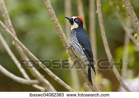 Stock Image - Acorn Woodpecker (Melanerpes formicivorus) perched on a branch, Los Quetzales National Park, San Jose Province, Costa Rica, North America. Fotosearch