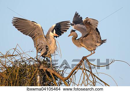 Adult grey heron (Ardea cinerea) threatens young grey heron on its nest, Hesse, Germany, Europe View Large Photo Image Picture - Adult grey heron (Ardea cinerea) threatens young grey heron on its nest, Hesse, Germany, Europe. Fotosearch