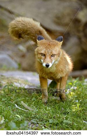Adult Red Fox (Vulpes vulpes), Canton of Basel, Switzerland, Europe View Large Photo Image Stock Photo - Adult Red Fox (Vulpes vulpes), Canton of Basel, Switzerland, Europe. Fotosearch