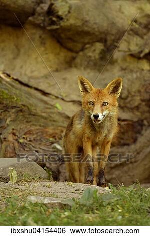 Stock Photograph - Adult Red Fox (Vulpes vulpes) standing in front of its burrow, Canton of Basel, Switzerland, Europe. Fotosearch