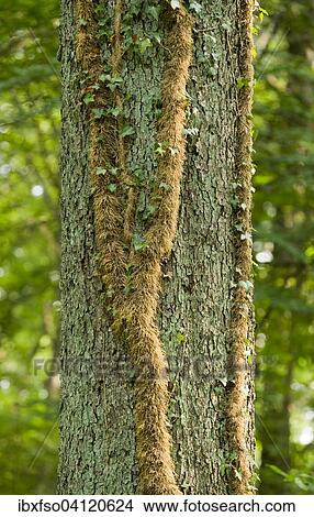 Adventitious roots of Ivy (Hedera helix) on a Pedunculate Oak (Quercus robur), Lower Saxony, Germany, Europe View Large Photo Image Picture - Adventitious roots of Ivy (Hedera helix) on a Pedunculate Oak (Quercus robur), Lower Saxony, Germany, Europe. Fotosearch