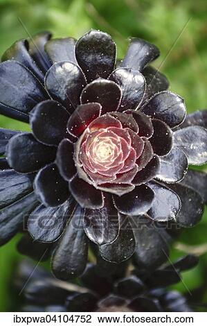 Aeonium (Crassulaceae), succulent plant with dark foliage, Devon, United Kingdom, Europe View Large Photo Image Stock Image - Aeonium (Crassulaceae), succulent plant with dark foliage, Devon, United Kingdom, Europe. Fotosearch