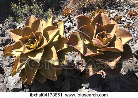 Aeonium nobile (Aeonium nobile) on volcanic rock, La Palma, Canary Islands, Spain, Europe View Large Photo Image Stock Image - Aeonium nobile (Aeonium nobile) on volcanic rock, La Palma, Canary Islands, Spain, Europe. Fotosearch