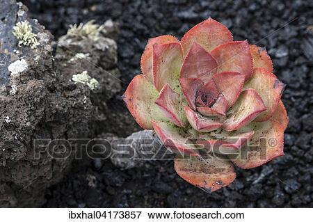 Aeonium nobile (Aeonium nobile) on volcanic rock, La Palma, Canary Islands, Spain, Europe View Large Photo Image Stock Photo - Aeonium nobile (Aeonium nobile) on volcanic rock, La Palma, Canary Islands, Spain, Europe. Fotosearch