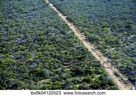 Stock Image - Aerial view, Caatinga vegetation in the rainy season, Bahia, Brazil, South America. Fotosearch