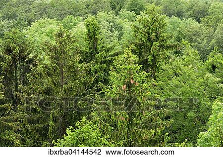 Aerial view of a mixed forest, spruce (Picea abies), beech (Fagus sylvatica) and wild cherry (Prunus avium), Baden-Wurttemberg, Germany, Europe View Large Photo Image Stock Image - Aerial view of a mixed forest, spruce (Picea abies), beech (Fagus sylvatica) and wild cherry (Prunus avium), Baden-Wurttemberg, Germany, Europe. Fotosearch