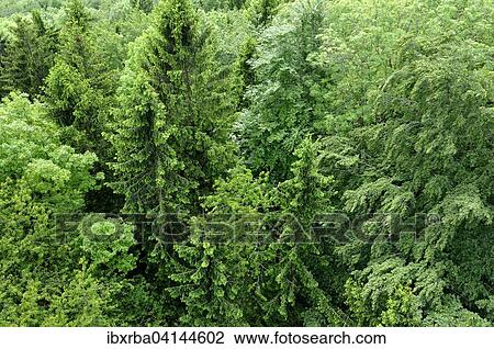 Aerial view of a mixed forest, spruce (Picea abies), beech (Fagus sylvatica) and wild cherry (Prunus avium), Baden-Wurttemberg, Germany, Europe View Large Photo Image Stock Image - Aerial view of a mixed forest, spruce (Picea abies), beech (Fagus sylvatica) and wild cherry (Prunus avium), Baden-Wurttemberg, Germany, Europe. Fotosearch
