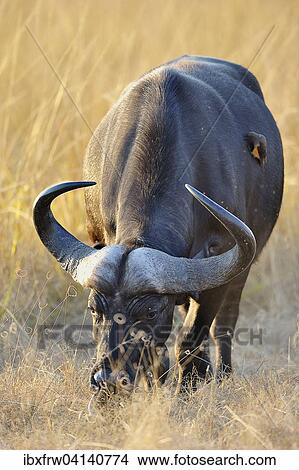 African Buffalo or Cape Buffalo (Syncerus caffer), feeding in the morning light, South Luangwa National Park, Zambia, Africa View Large Photo Image Picture - African Buffalo or Cape Buffalo (Syncerus caffer), feeding in the morning light, South Luangwa National Park, Zambia, Africa. Fotosearch