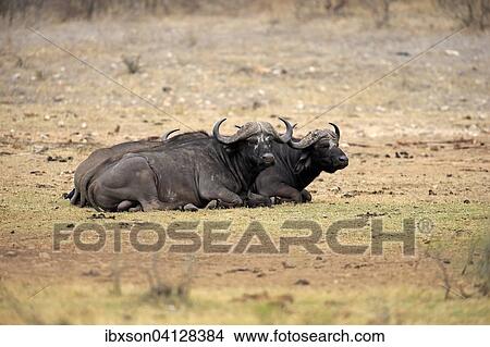 African buffalo or Cape buffalo (Syncerus caffer), pair, resting, Kruger National Park, South Africa, Africa View Large Photo Image Picture - African buffalo or Cape buffalo (Syncerus caffer), pair, resting, Kruger National Park, South Africa, Africa. Fotosearch