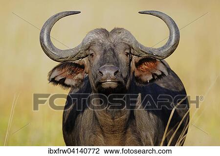 Stock Image - African Buffalo or Cape Buffalo (Syncerus caffer), Portrait, South Luangwa National Park, Zambia, Africa. Fotosearch
