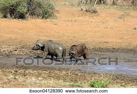 African buffalo or Cape buffalo (Syncerus caffer), pair in the mud, Kruger National Park, South Africa, Africa View Large Photo Image Stock Image - African buffalo or Cape buffalo (Syncerus caffer), pair in the mud, Kruger National Park, South Africa, Africa. Fotosearch
