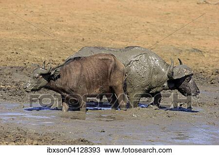 African buffalo or Cape buffalo (Syncerus caffer), pair in the mud, Kruger National Park, South Africa, Africa View Large Photo Image Stock Image - African buffalo or Cape buffalo (Syncerus caffer), pair in the mud, Kruger National Park, South Africa, Africa. Fotosearch