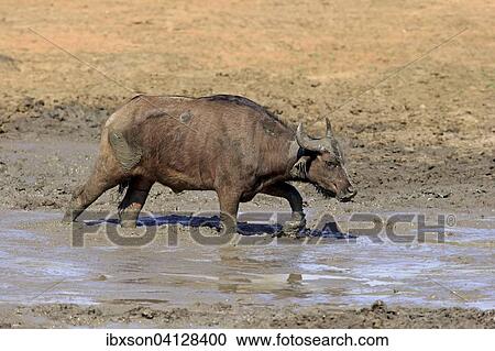 Stock Image - African buffalo or Cape buffalo (Syncerus caffer), adult, in the mud, Kruger National Park, South Africa, Africa. Fotosearch