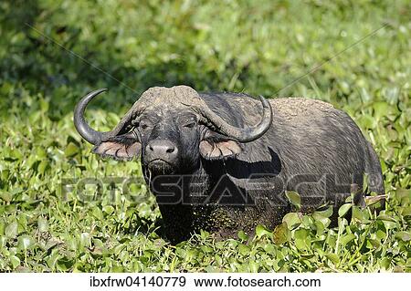 African Buffalo or Cape Buffalo (Syncerus caffer), standing in water full of water plants, Lower Zambezi National Park, Zambia, Africa View Large Photo Image Stock Photo - African Buffalo or Cape Buffalo (Syncerus caffer), standing in water full of water plants, Lower Zambezi National Park, Zambia, Africa. Fotosearch