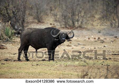 African buffalo or Cape buffalo (Syncerus caffer), adult, Kruger National Park, South Africa, Africa View Large Photo Image Stock Photograph - African buffalo or Cape buffalo (Syncerus caffer), adult, Kruger National Park, South Africa, Africa. Fotosearch