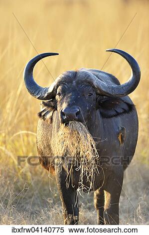 African Buffalo or Cape Buffalo (Syncerus caffer), feeding, an oxpecker on its side, South Luangwa National Park, Zambia, Africa View Large Photo Image Stock Photography - African Buffalo or Cape Buffalo (Syncerus caffer), feeding, an oxpecker on its side, South Luangwa National Park, Zambia, Africa. Fotosearch