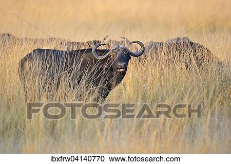 Stock Image - African Buffaloes or Cape Buffaloes (Syncerus caffer), standing in the tall grass, morning light, South Luangwa National Park, Zambia, Africa. Fotosearch