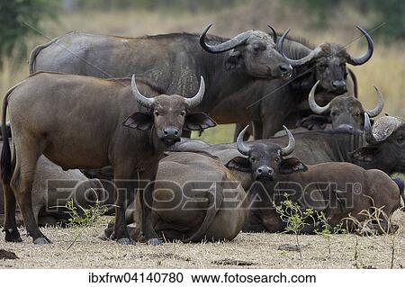 African Buffaloes or Cape Buffaloes (Syncerus caffer) herd with young, Lower Zambezi National Park, Zambia, Africa View Large Photo Image Stock Image - African Buffaloes or Cape Buffaloes (Syncerus caffer) herd with young, Lower Zambezi National Park, Zambia, Africa. Fotosearch