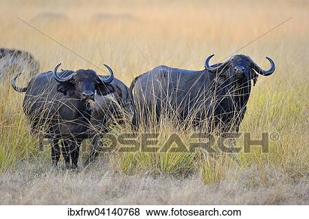 Stock Photo - African Buffaloes or Cape Buffaloes (Syncerus caffer), standing in the tall grass, morning light, South Luangwa National Park, Zambia, Africa. Fotosearch