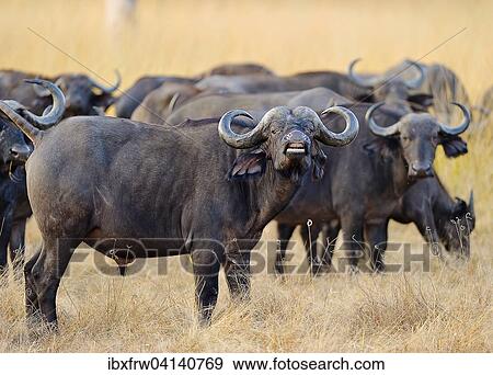 African Buffaloes or Cape Buffaloes (Syncerus caffer), herd standing in the tall grass, flehnt Bulle, morning light, South Luangwa National Park, Zambia, Africa View Large Photo Image Stock Photo - African Buffaloes or Cape Buffaloes (Syncerus caffer), herd standing in the tall grass, flehnt Bulle, morning light, South Luangwa National Park, Zambia, Africa. Fotosearch