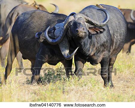 African Buffaloes or Cape Buffaloes (Syncerus caffer), bulls fighting, South Luangwa National Park, Zambia, Africa View Large Photo Image Stock Photograph - African Buffaloes or Cape Buffaloes (Syncerus caffer), bulls fighting, South Luangwa National Park, Zambia, Africa. Fotosearch